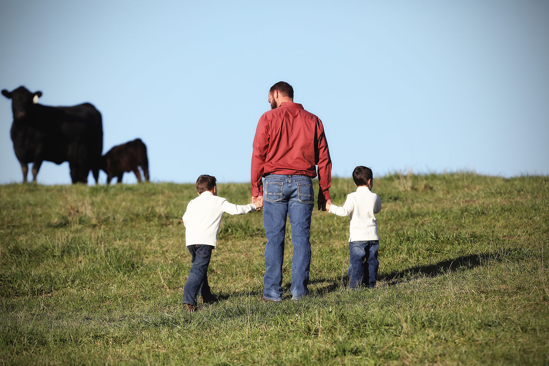 Buck with boys and cows