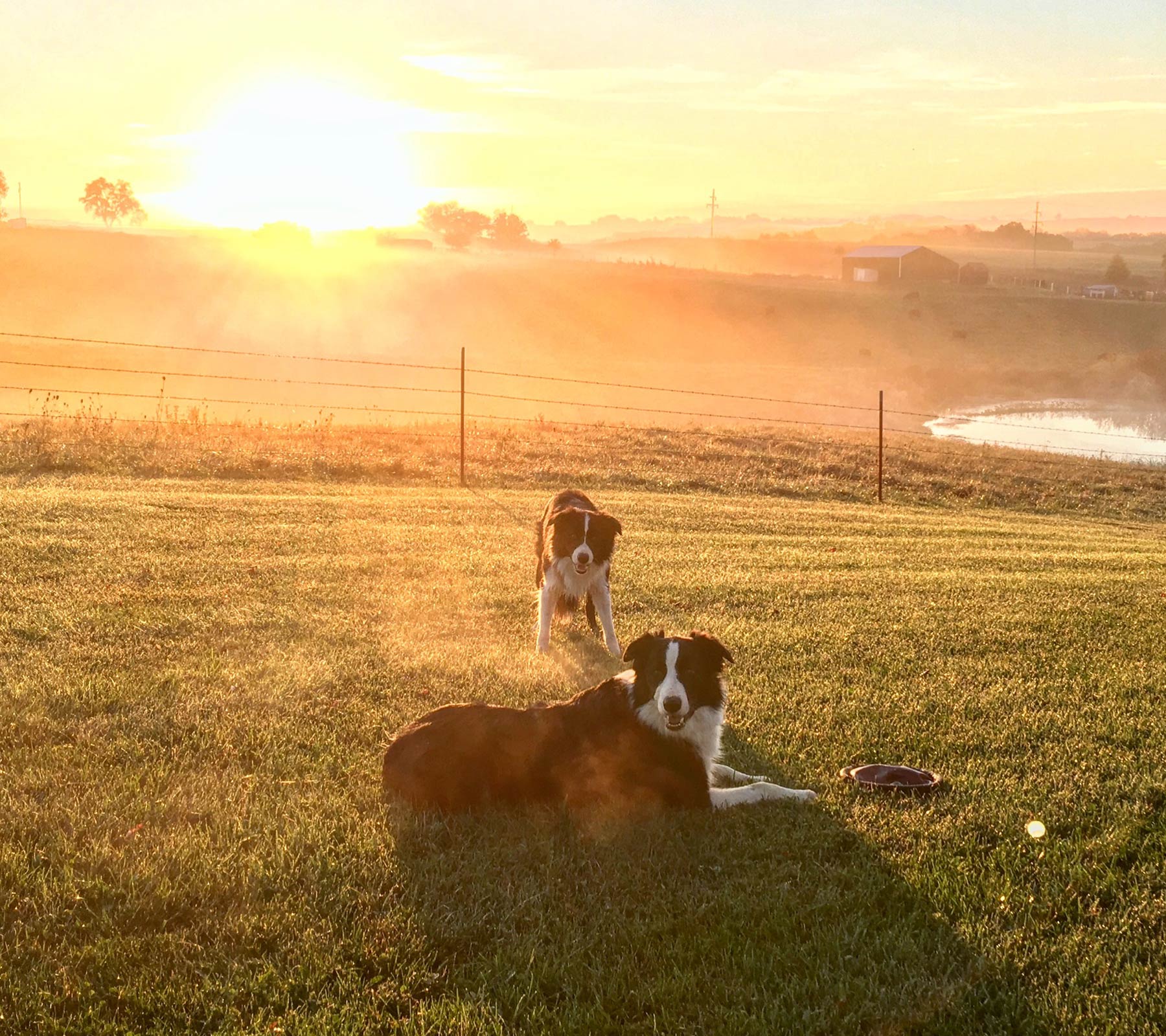 Happy Dogs