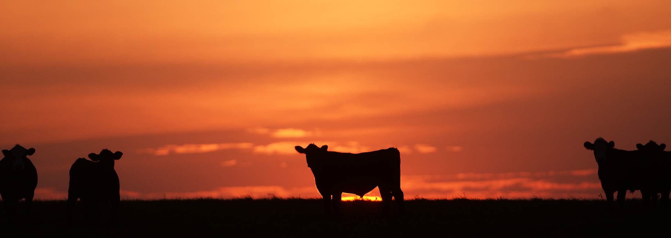 Sunset Cows