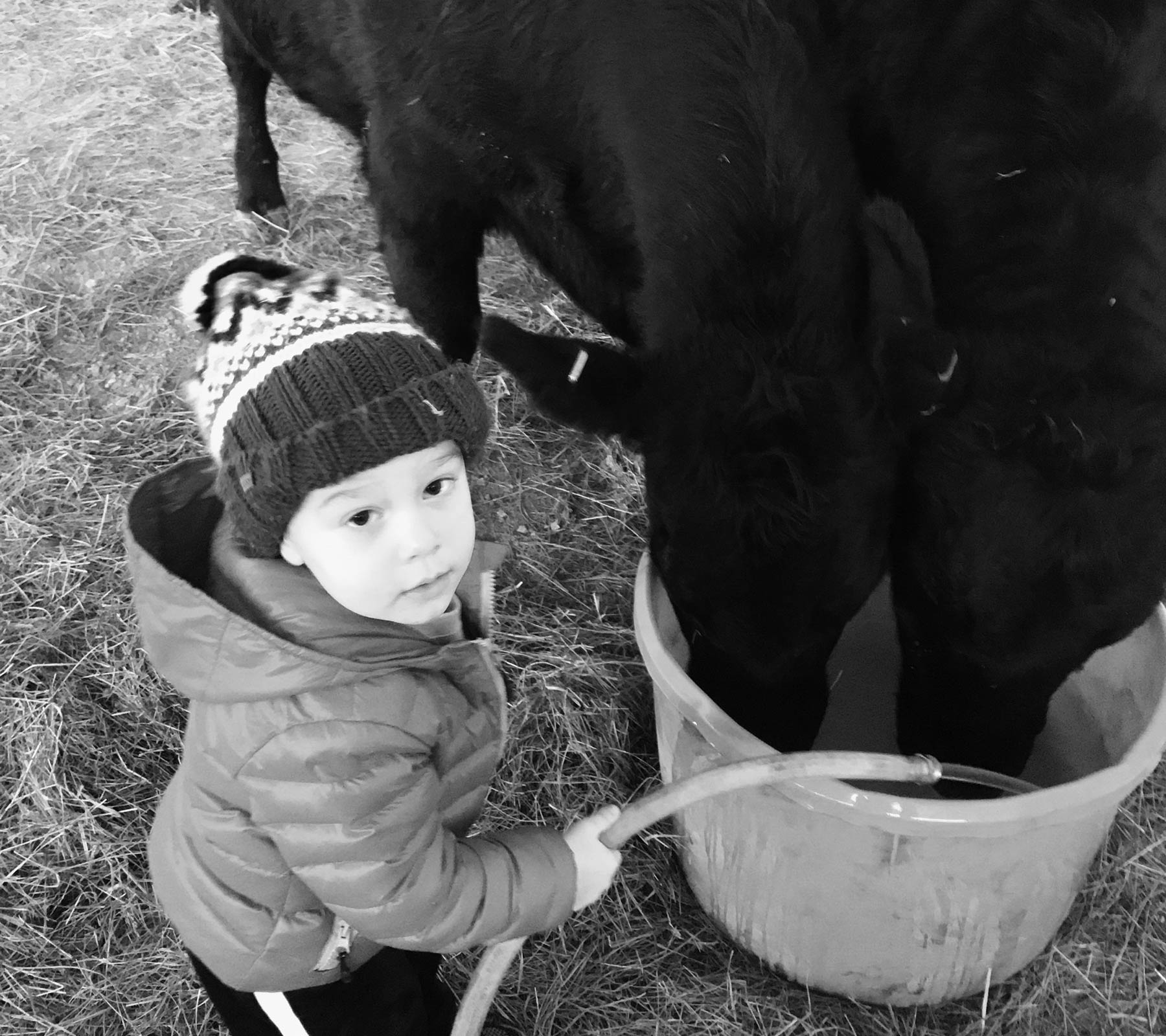 Watering the Cows