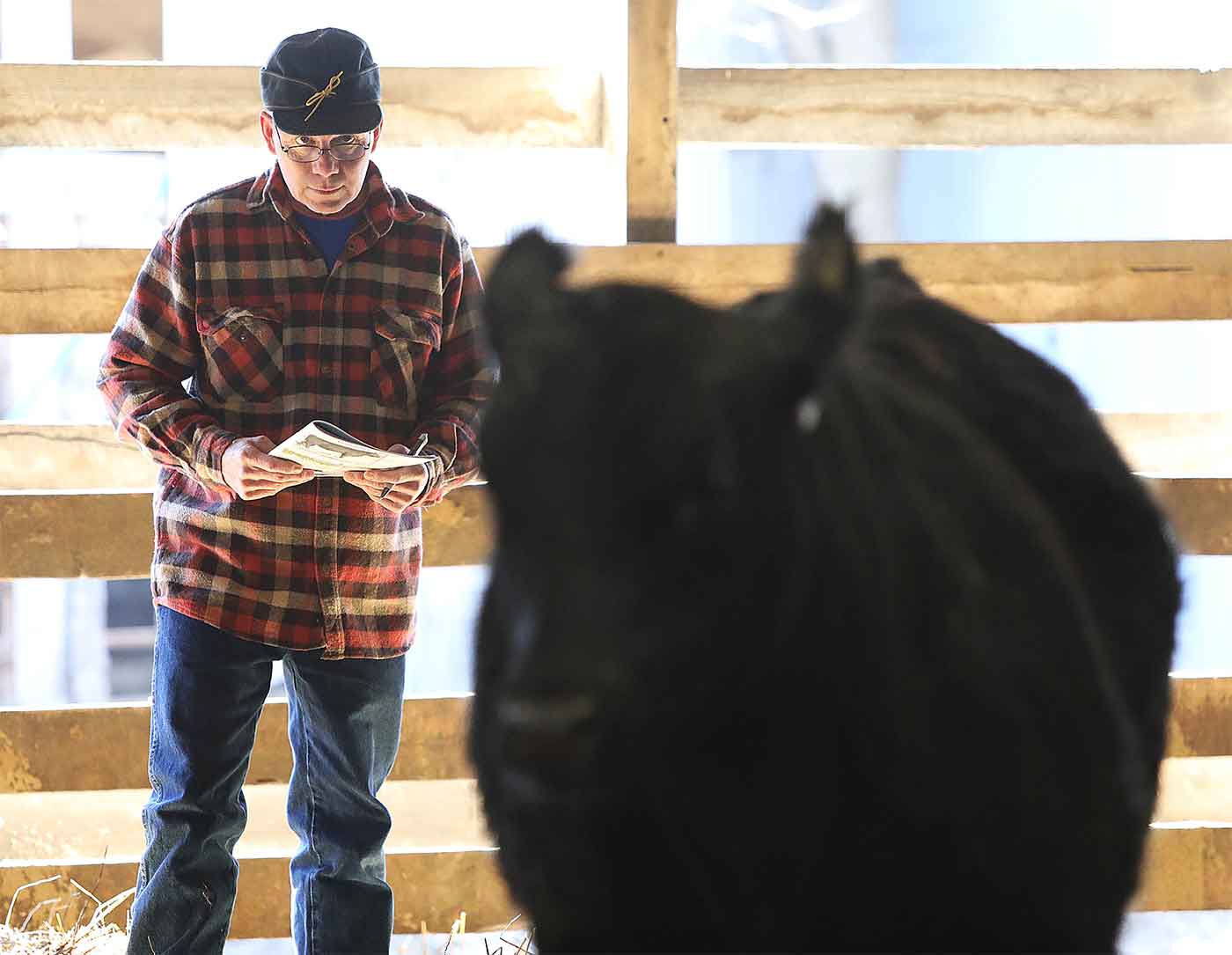 2019 Bull Sale Photo