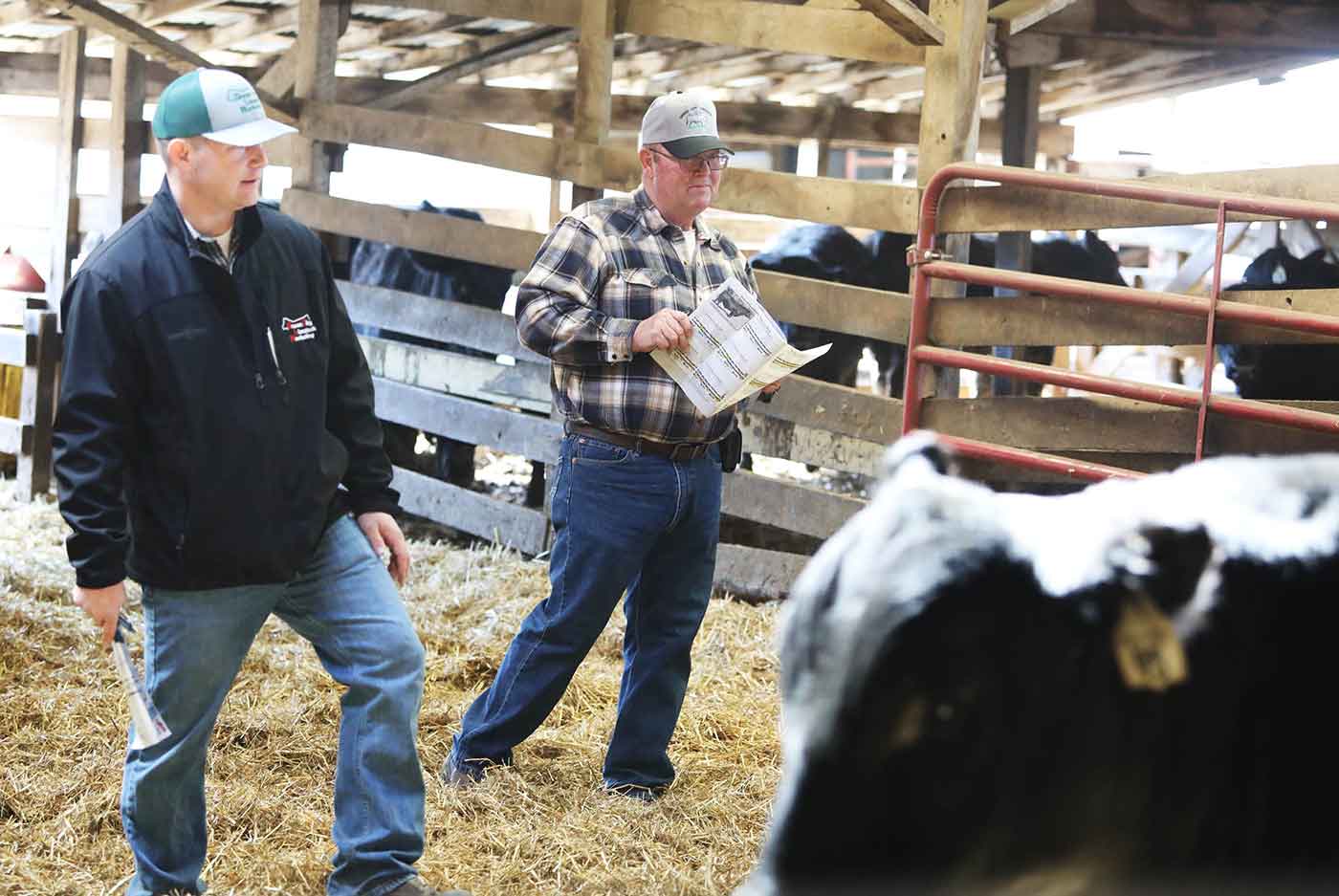 2019 Bull Sale Photo