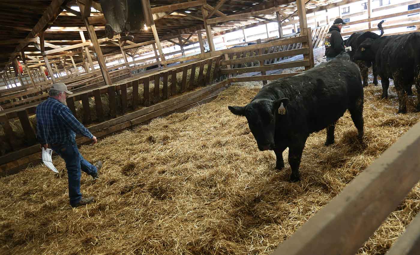 2019 Bull Sale Photo