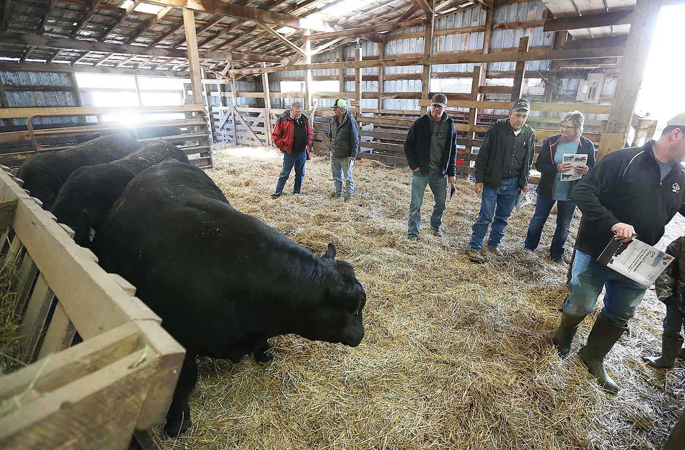 2019 Bull Sale Photo