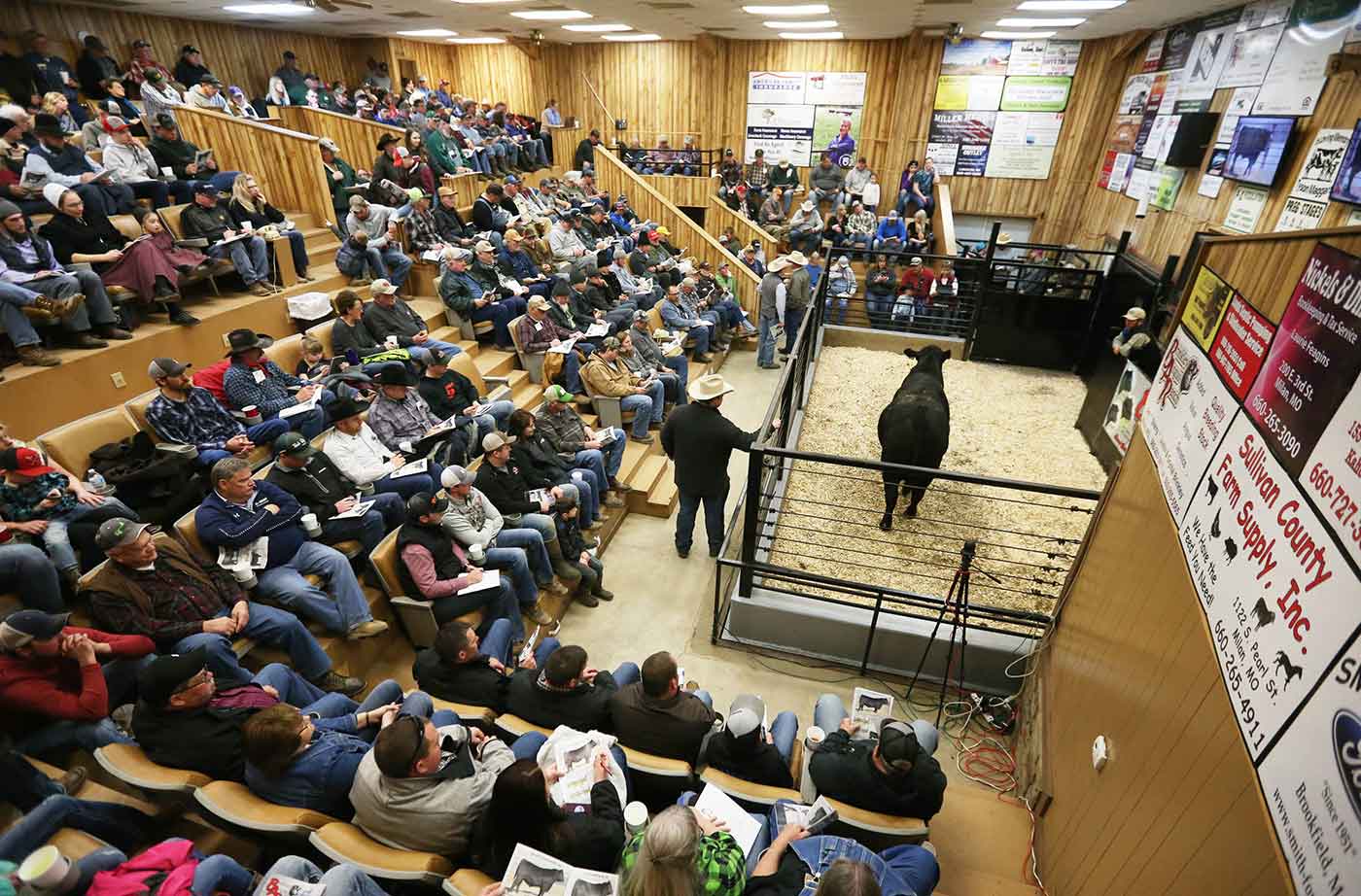 2019 Bull Sale Photo