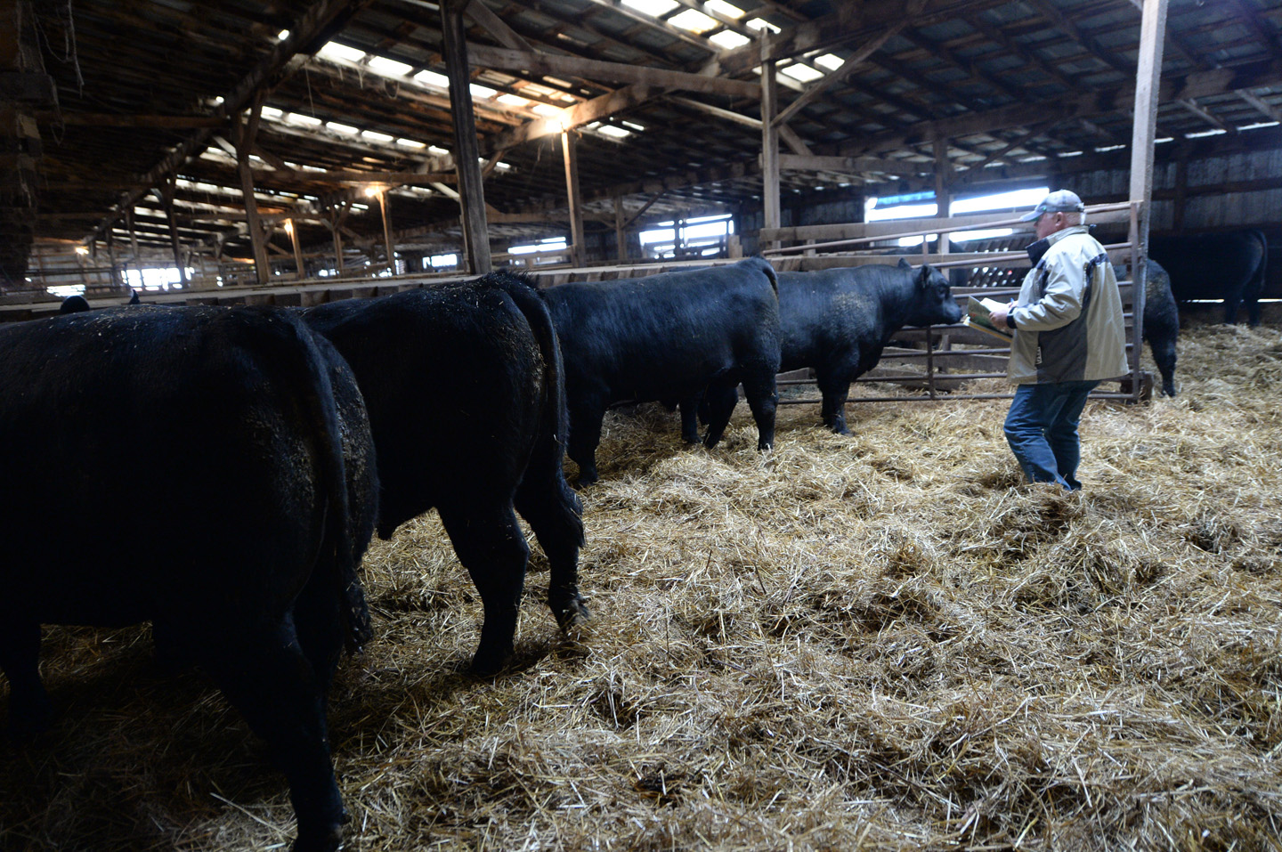 2018 Bull Sale Photo