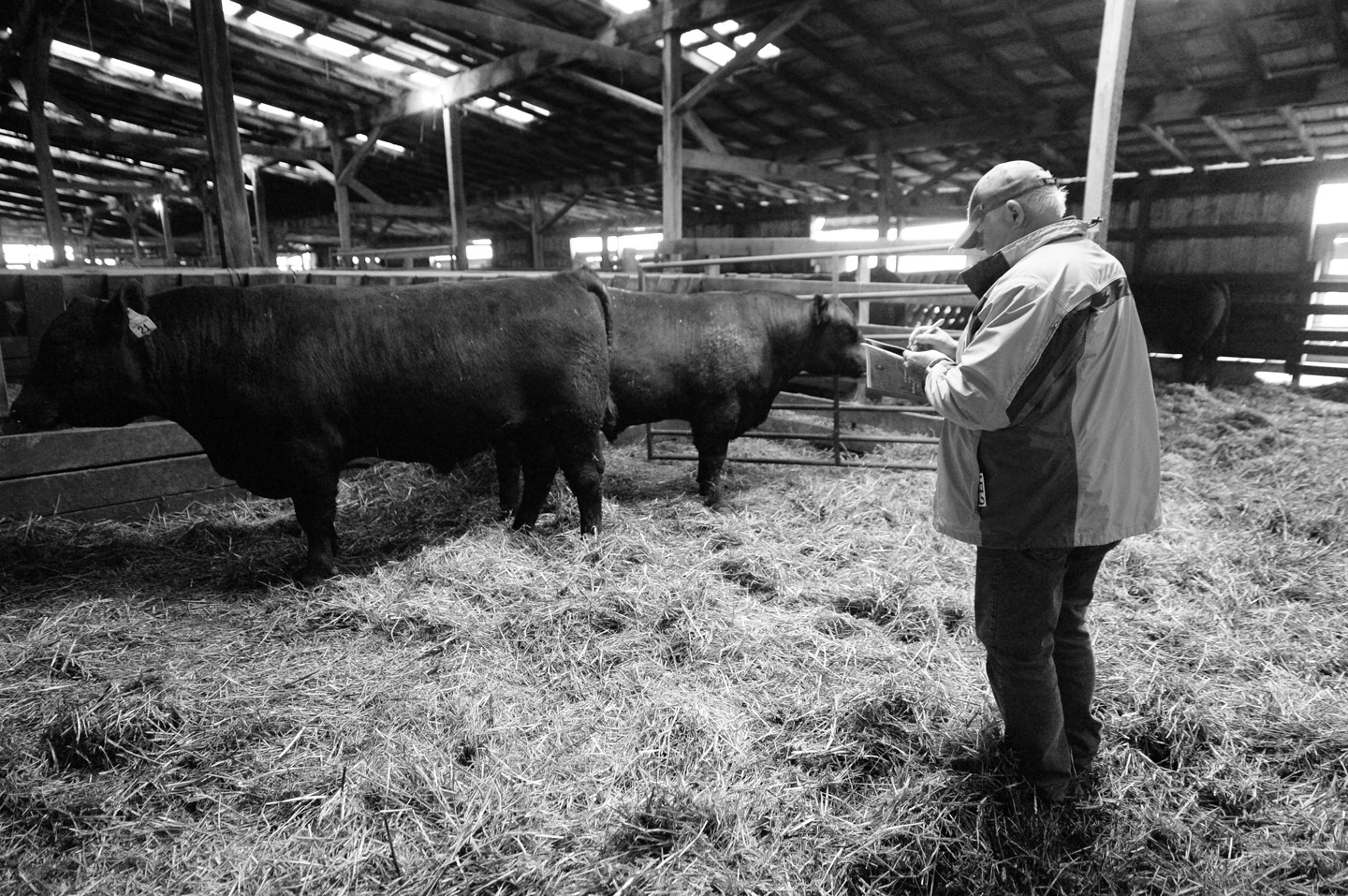 2018 Bull Sale Photo