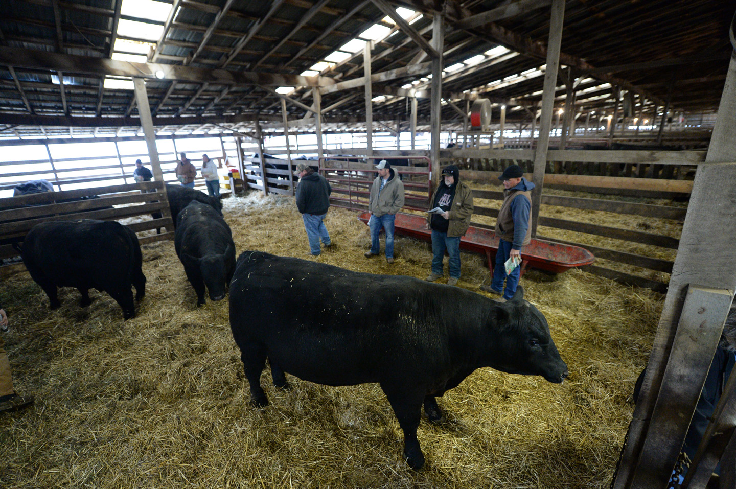 2018 Bull Sale Photo