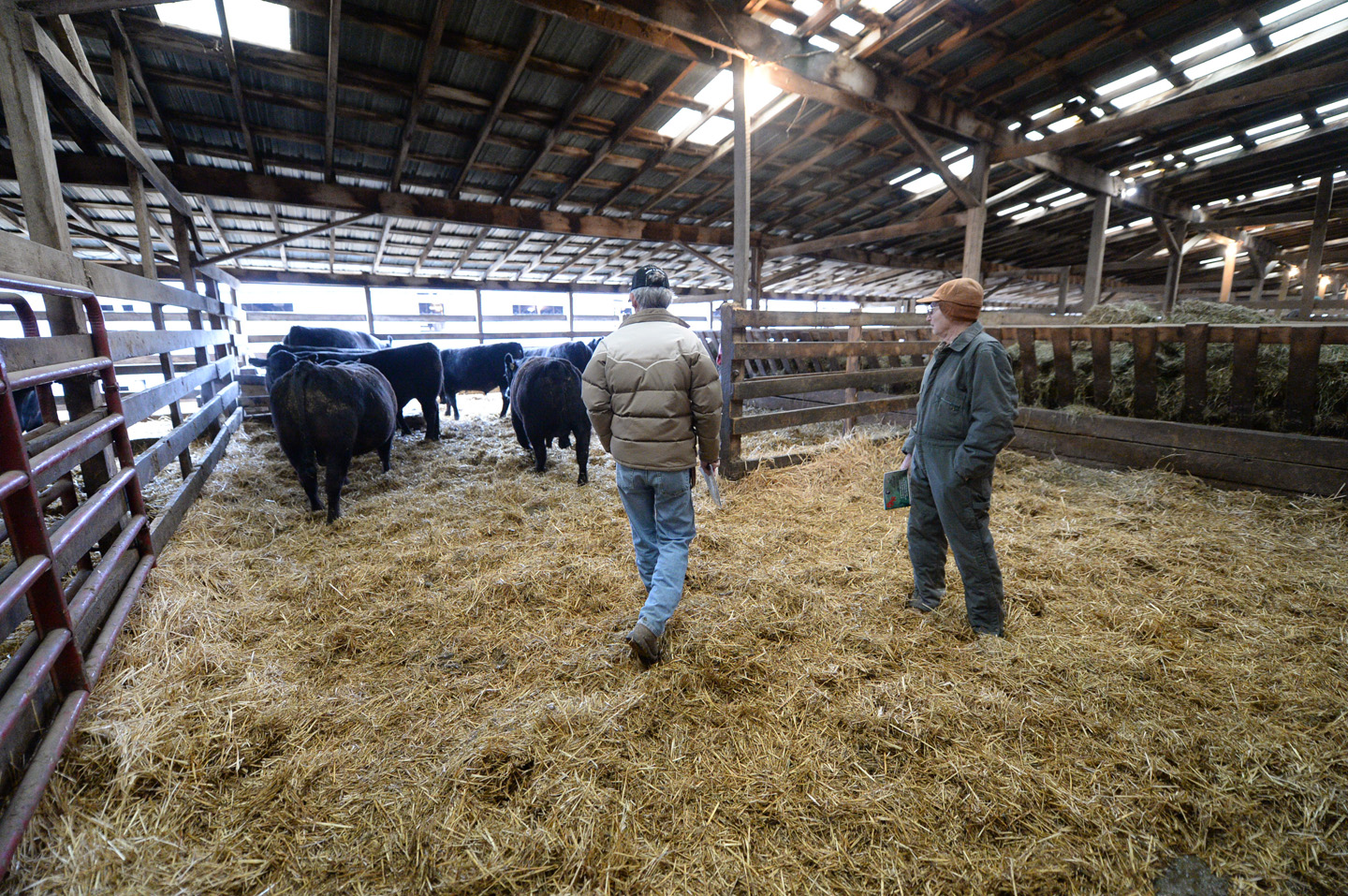 2018 Bull Sale Photo