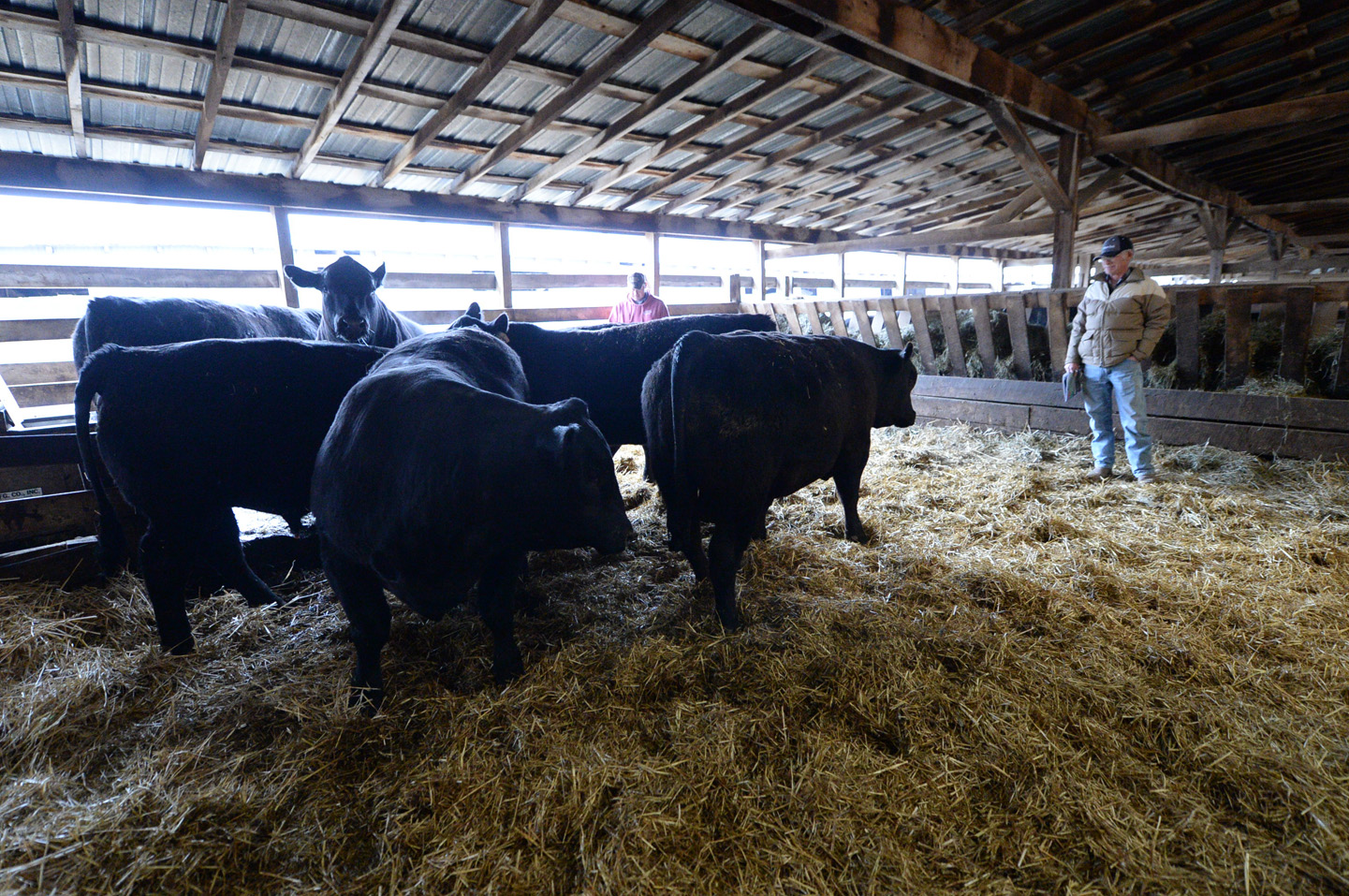 2018 Bull Sale Photo