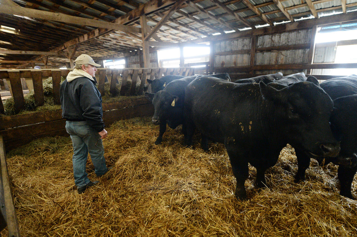 2018 Bull Sale Photo