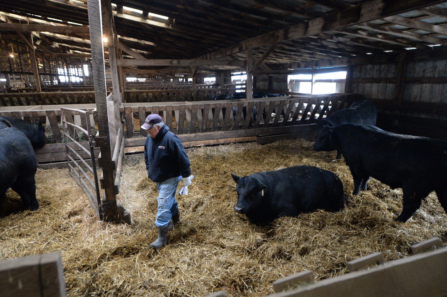 2018 Bull Sale Photo