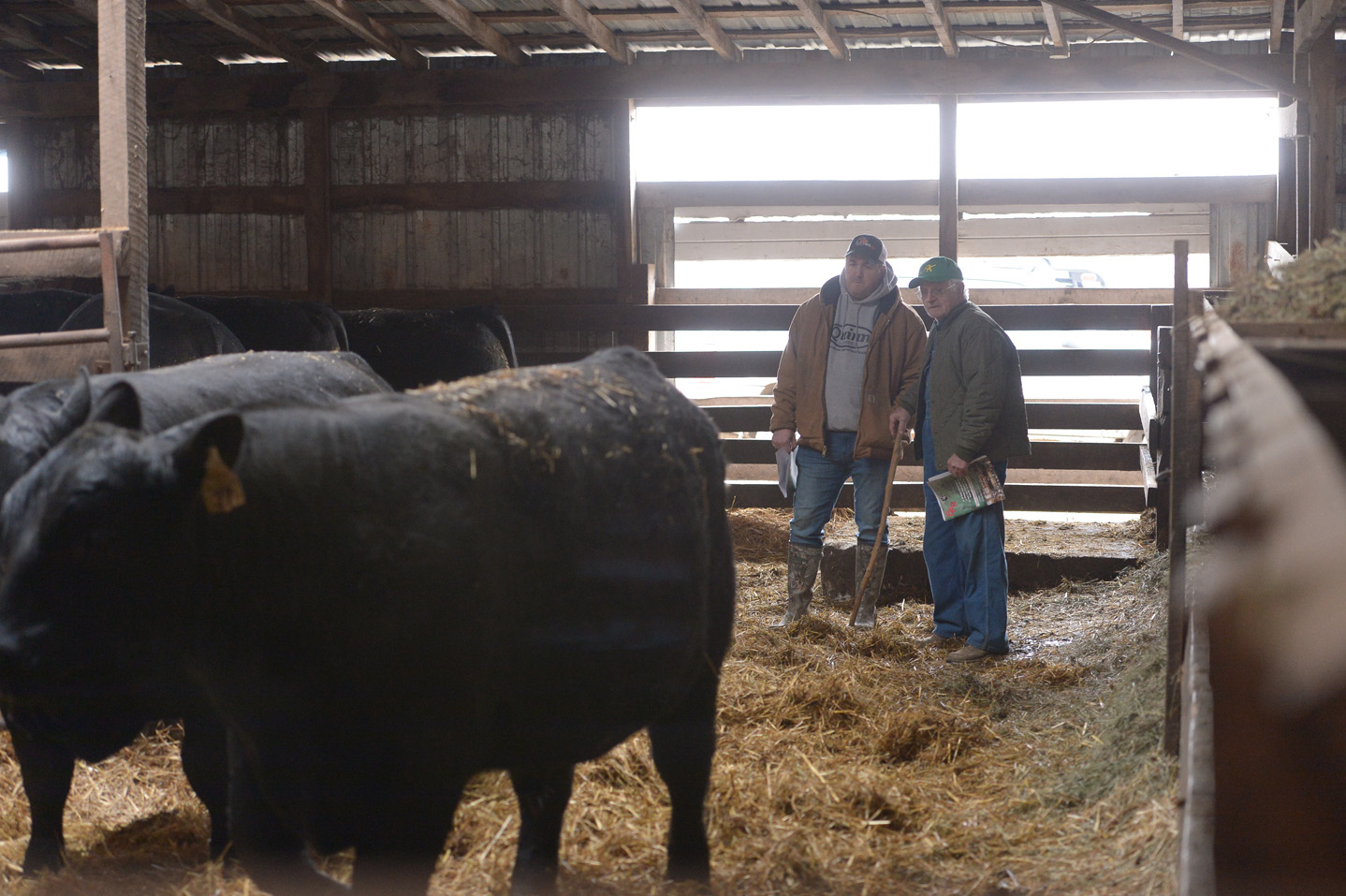 2018 Bull Sale Photo