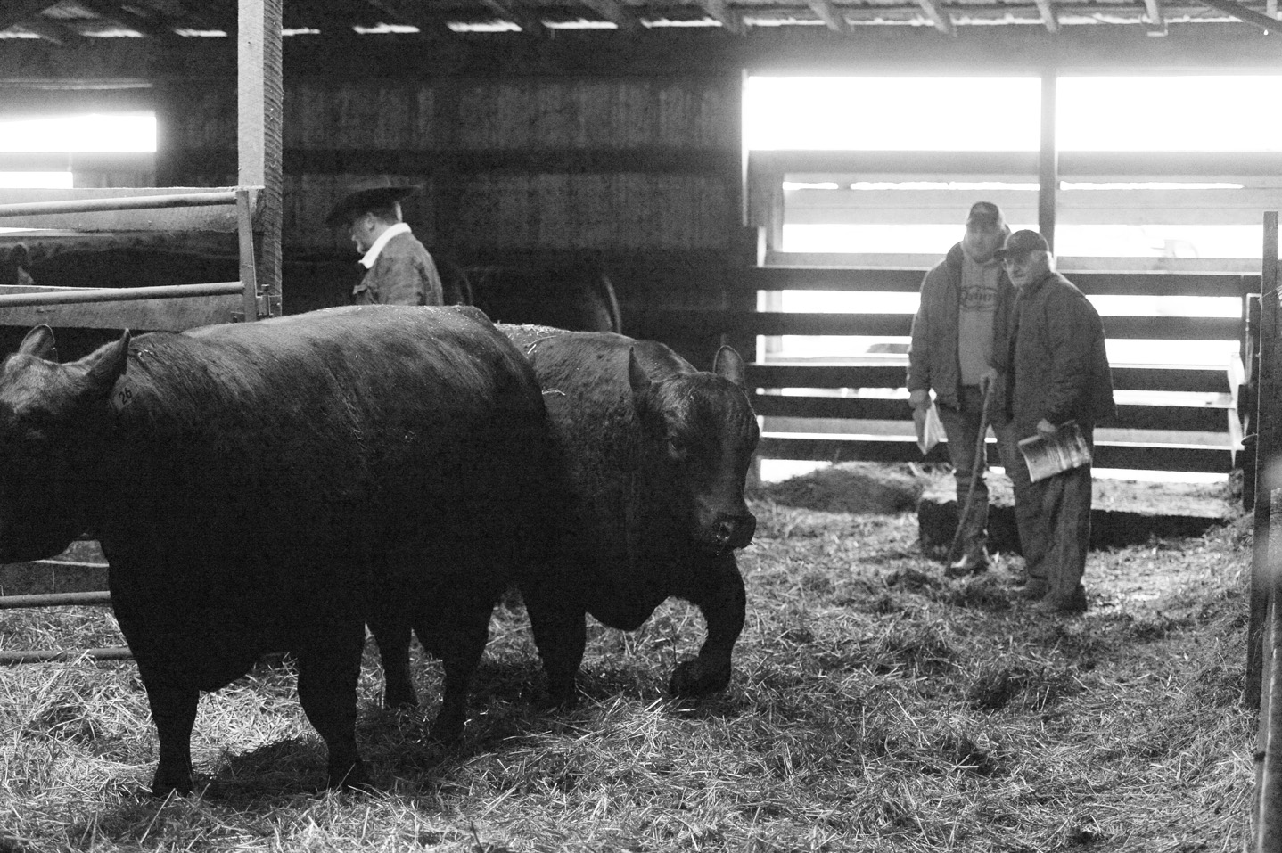 2018 Bull Sale Photo