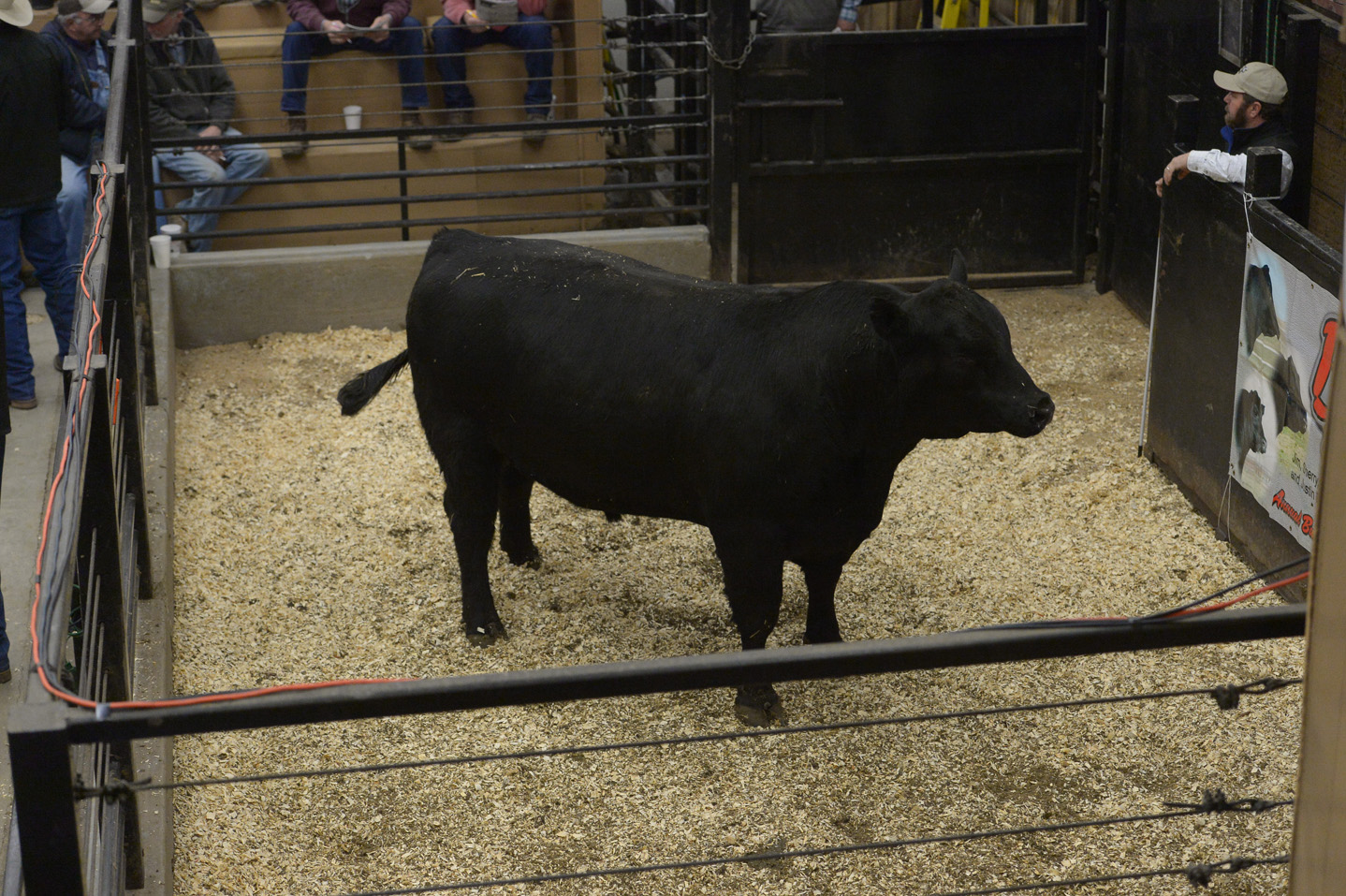 2018 Bull Sale Photo