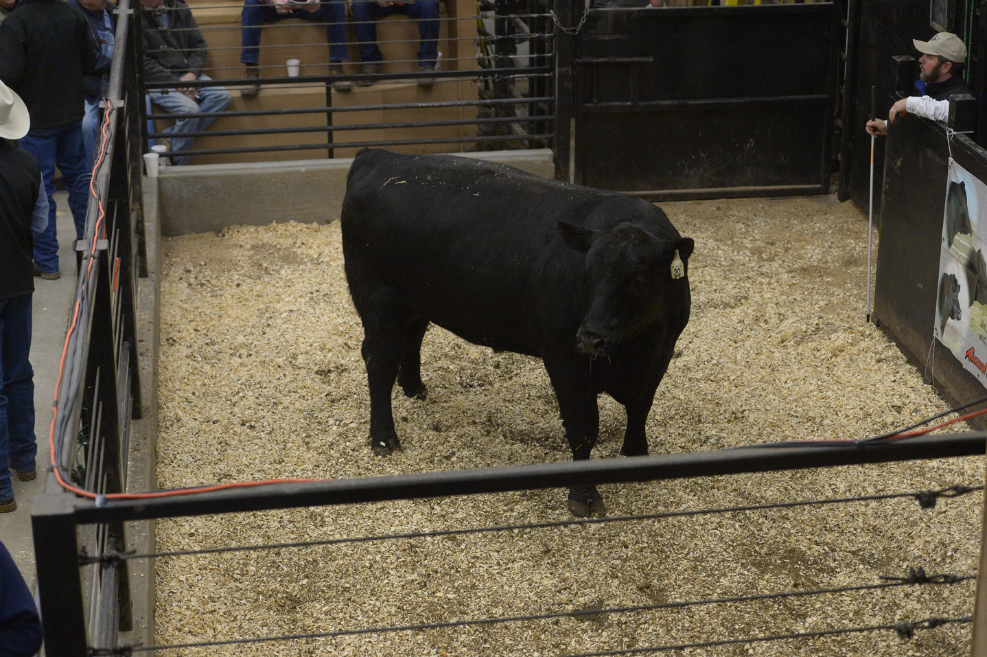 2018 Bull Sale Photo