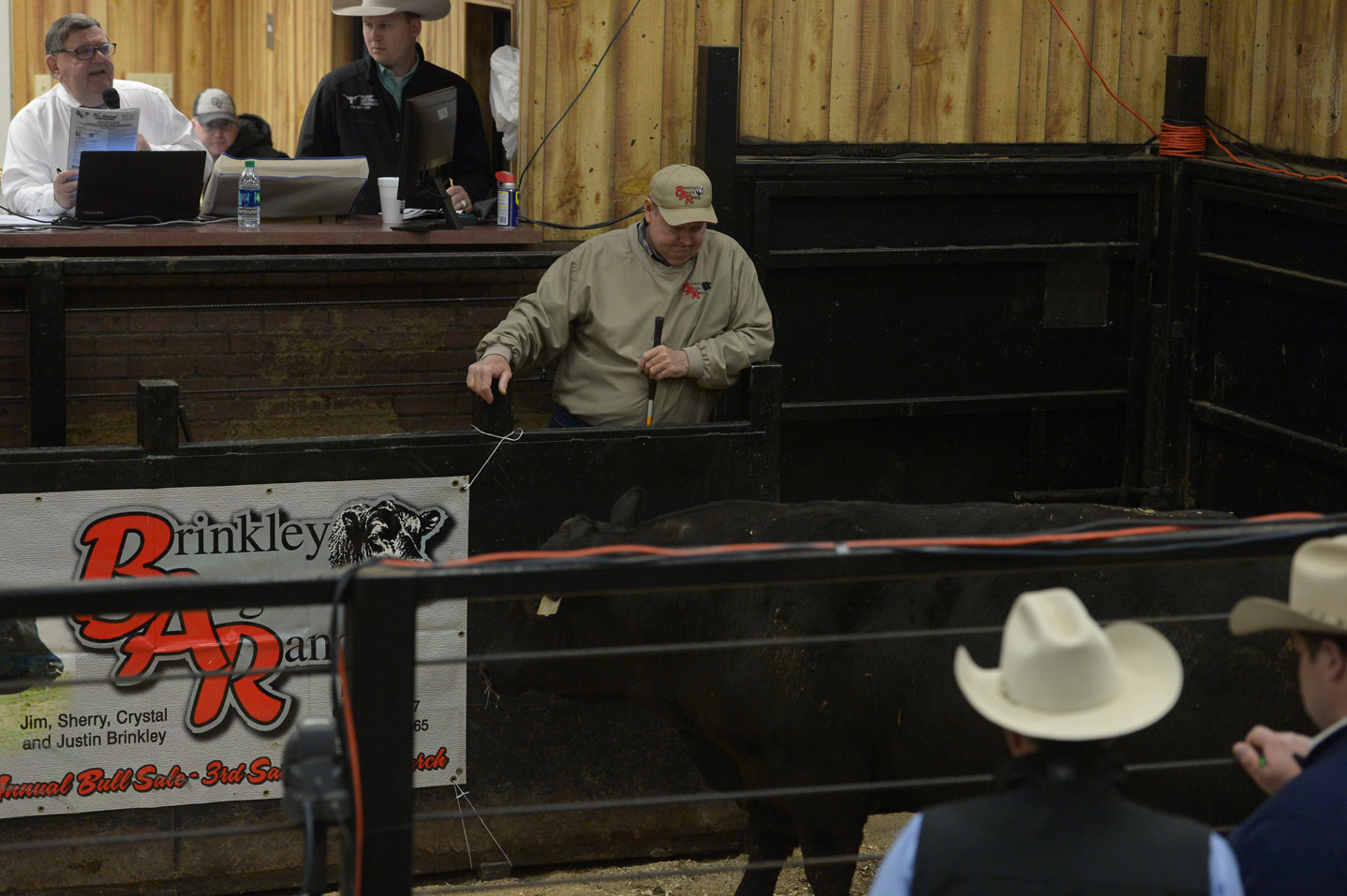 2018 Bull Sale Photo