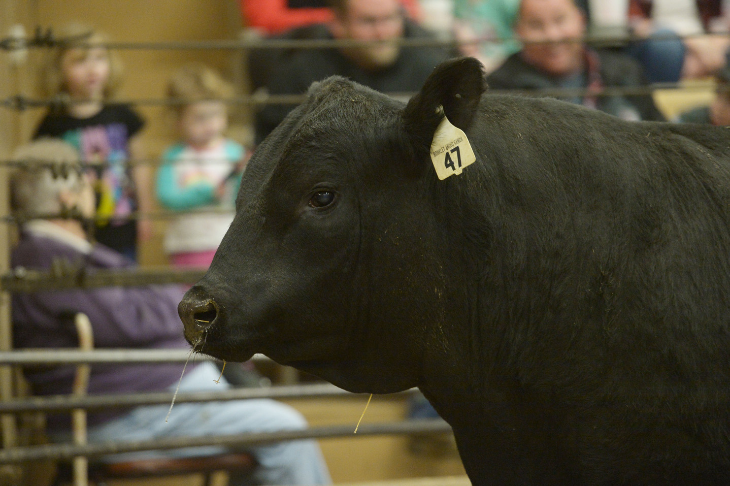 2018 Bull Sale Photo