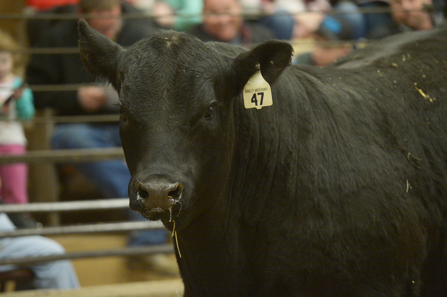 2018 Bull Sale Photo