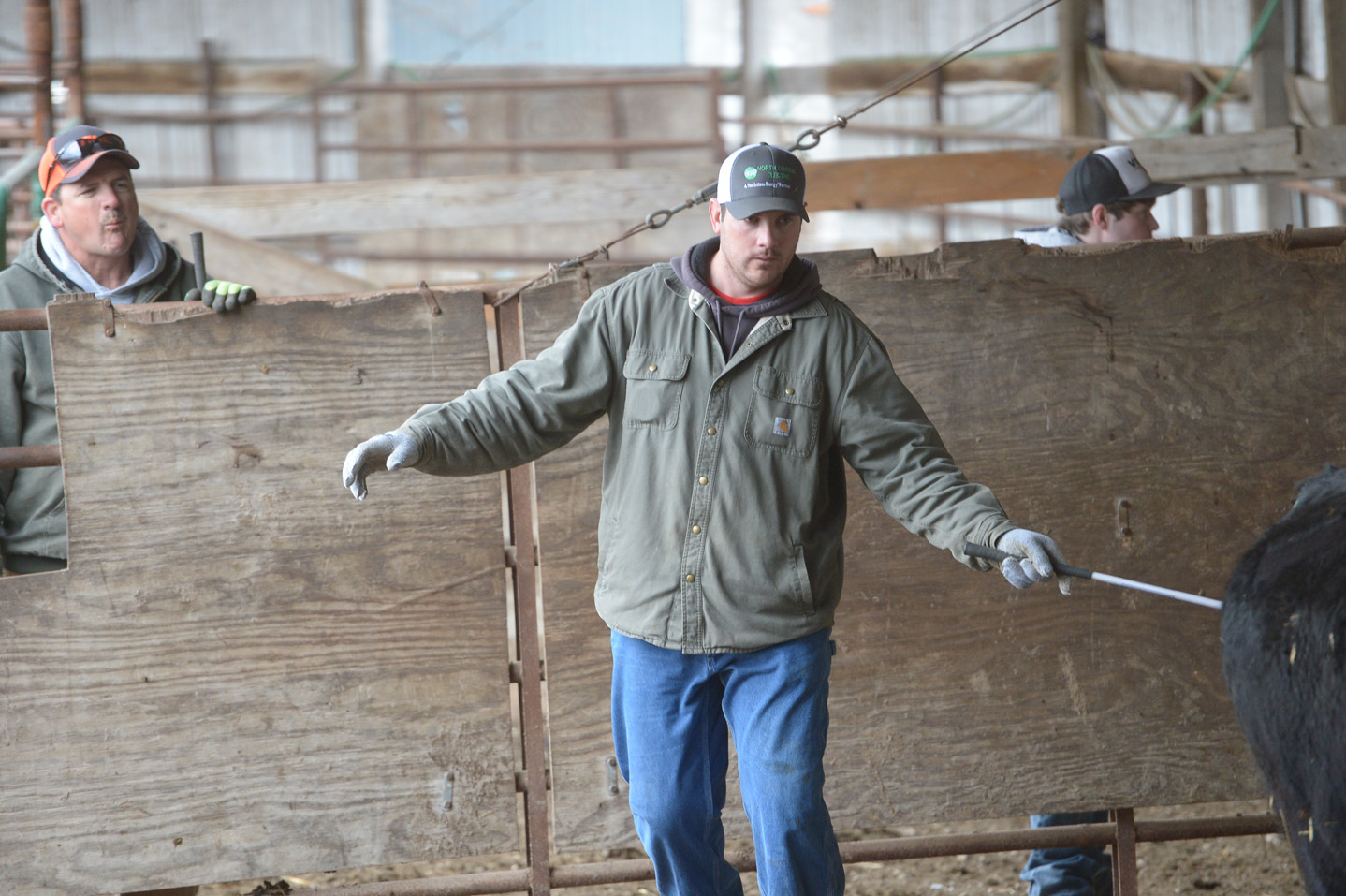 2018 Bull Sale Photo