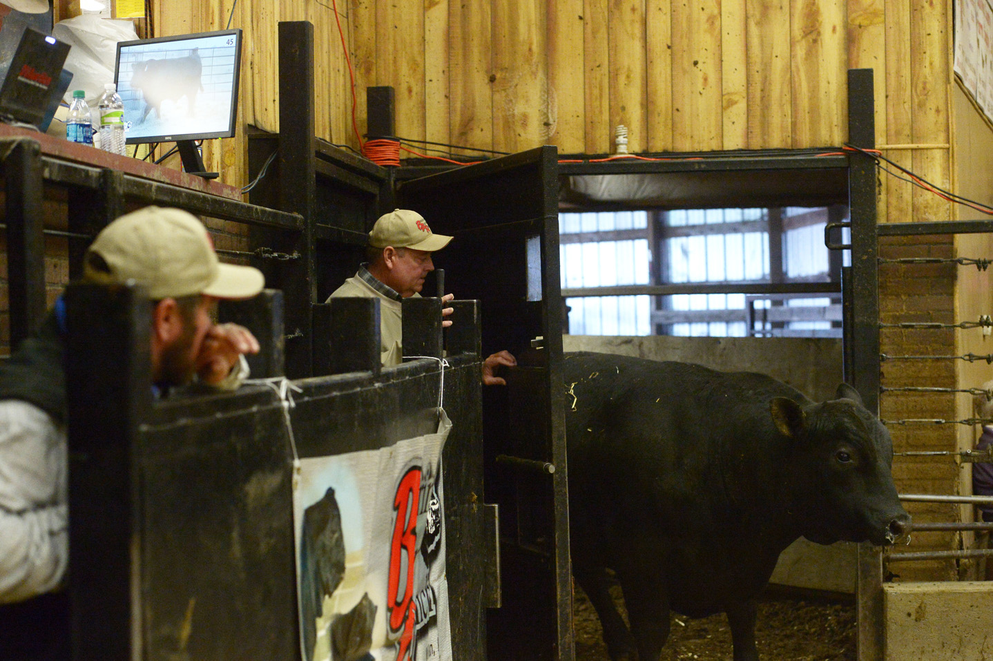 2018 Bull Sale Photo