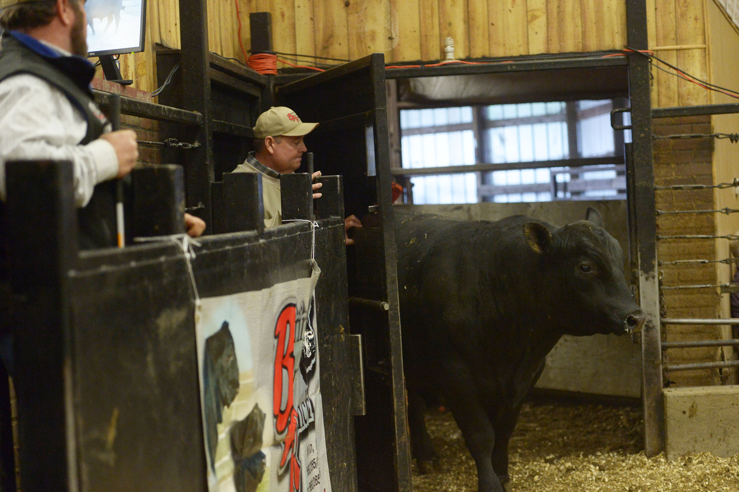 2018 Bull Sale Photo