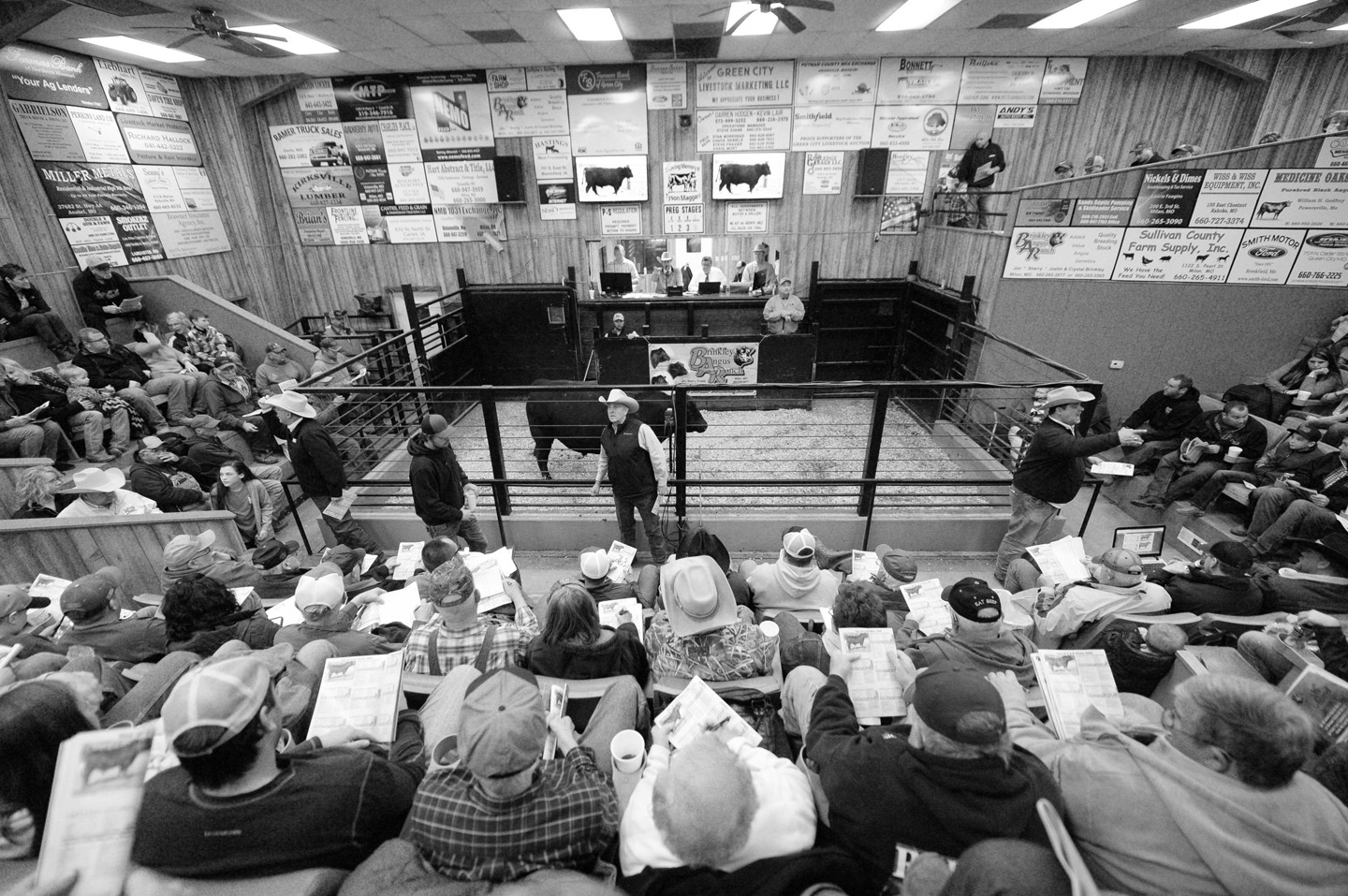 2018 Bull Sale Photo