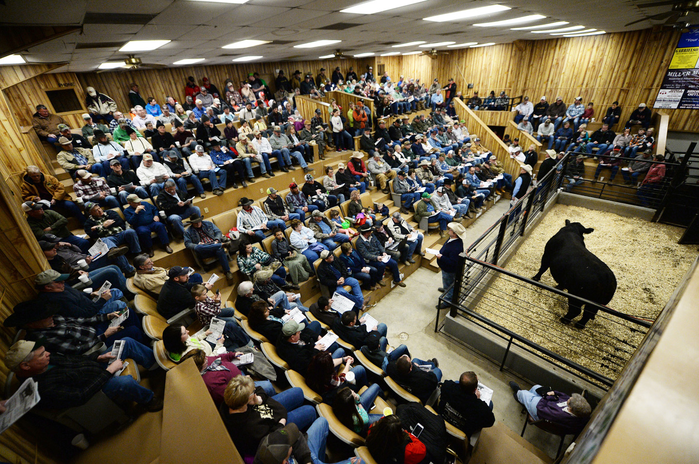 2018 Bull Sale Photo