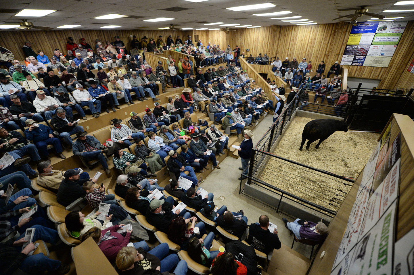 2018 Bull Sale Photo