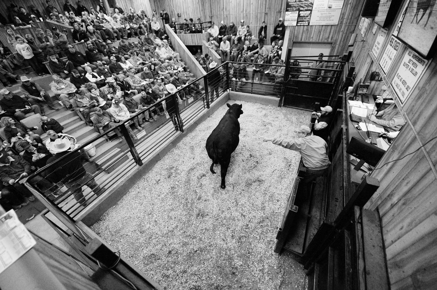 2018 Bull Sale Photo