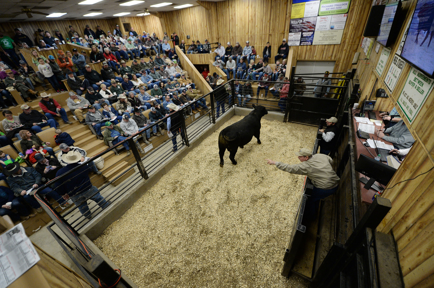 2018 Bull Sale Photo