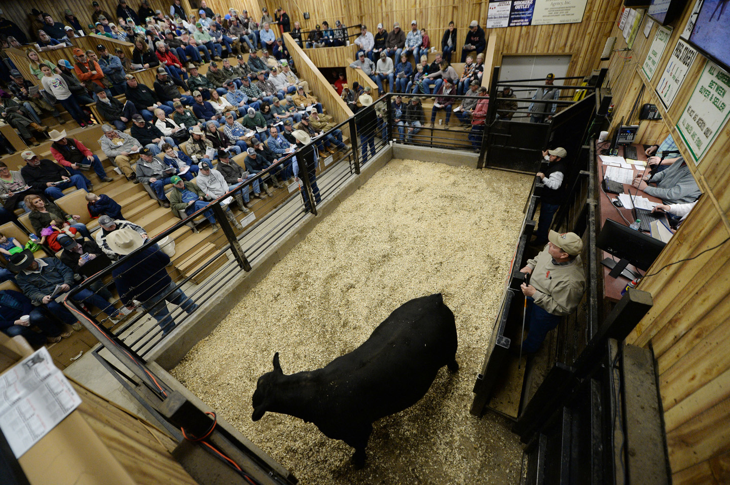 2018 Bull Sale Photo