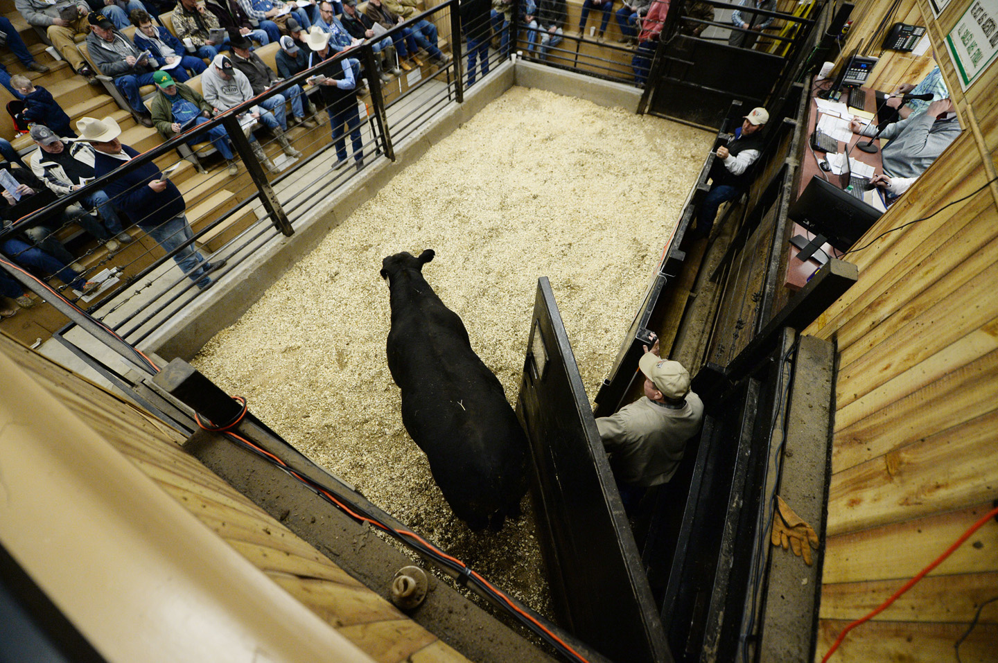 2018 Bull Sale Photo