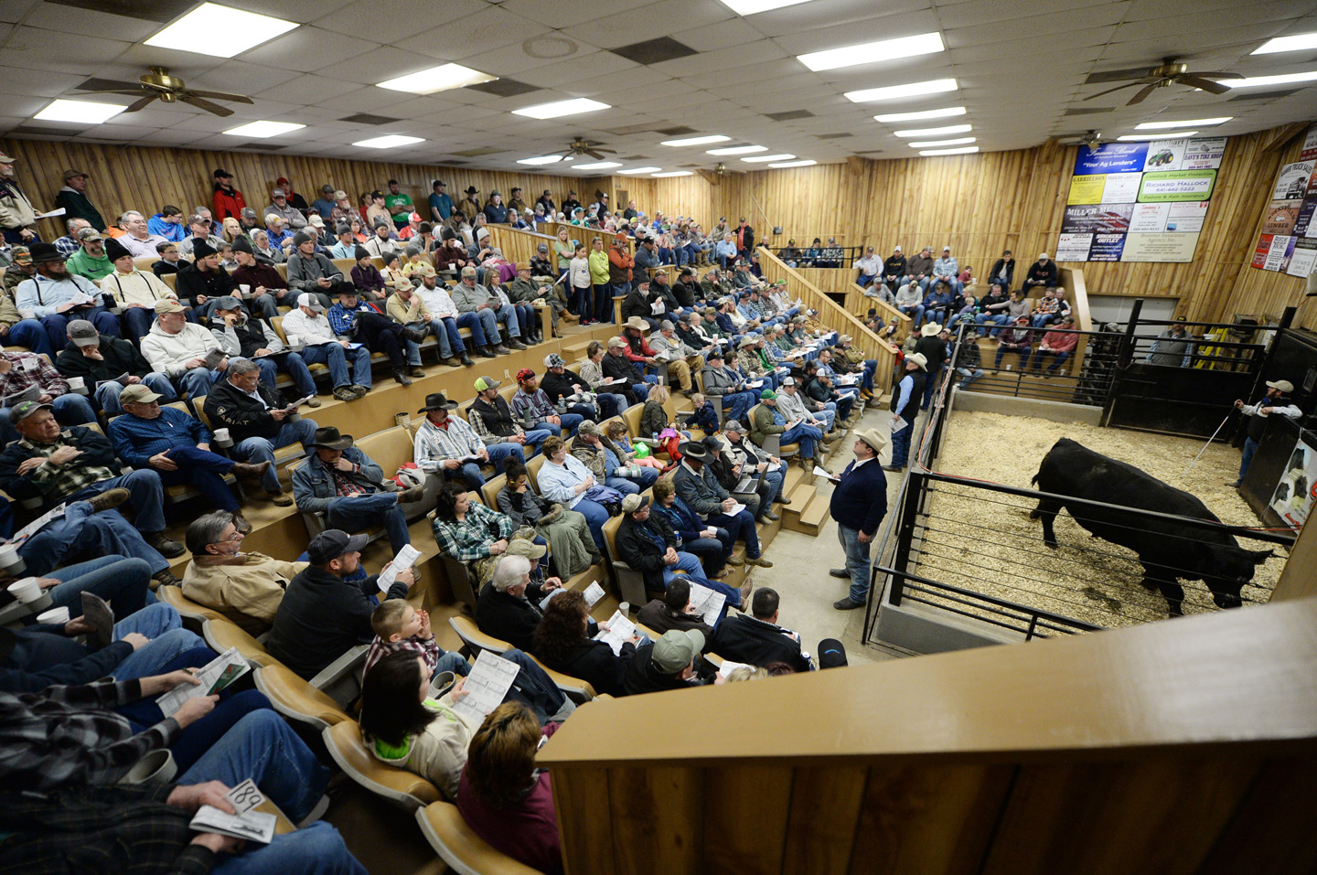 2018 Bull Sale Photo