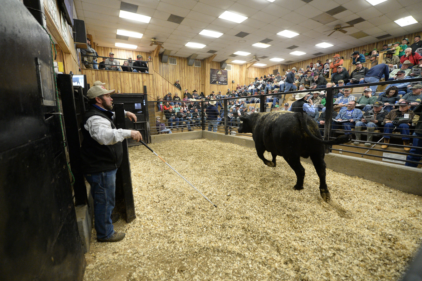 2018 Bull Sale Photo