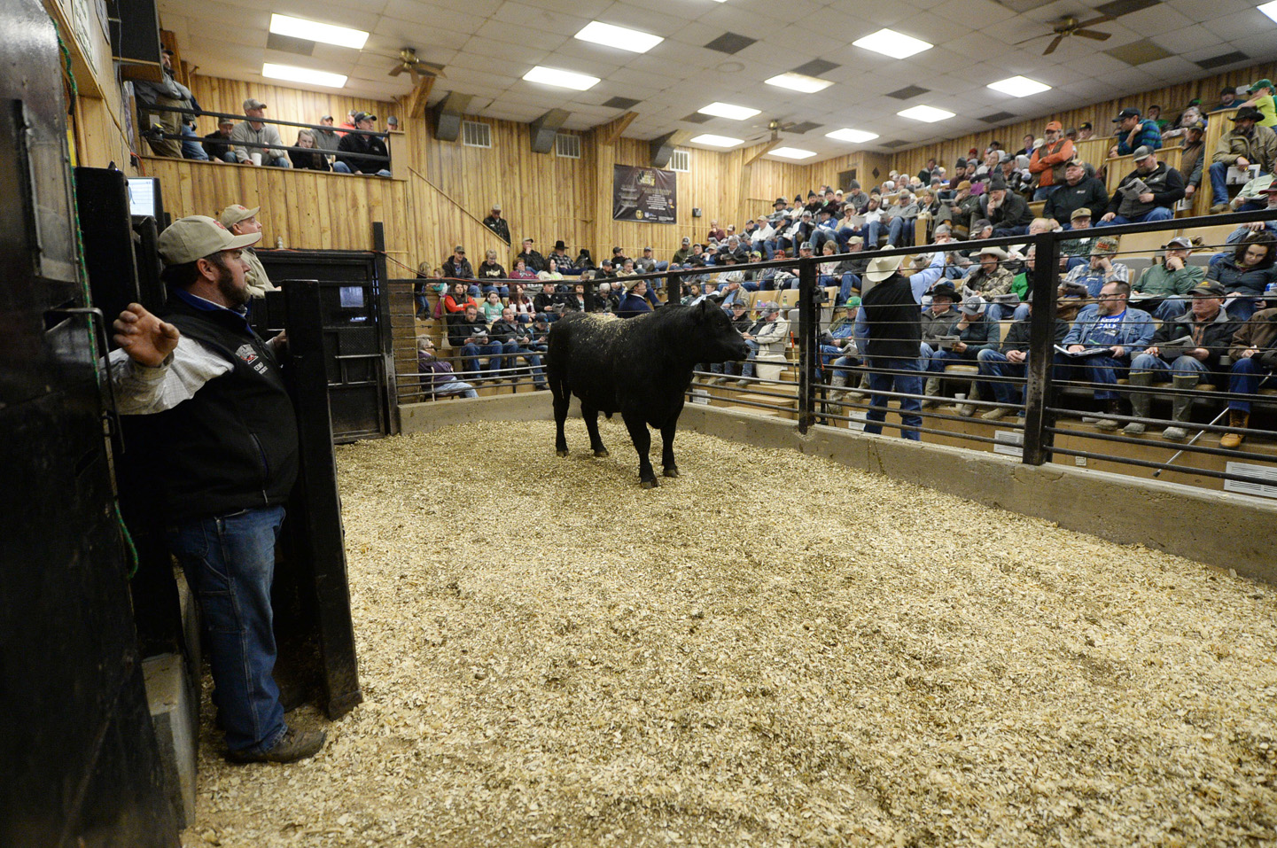 2018 Bull Sale Photo