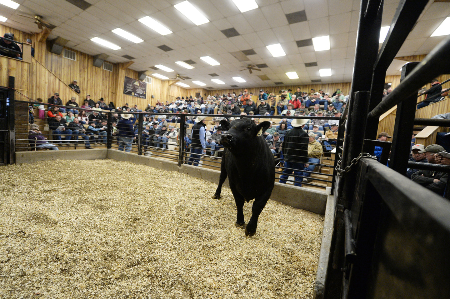 2018 Bull Sale Photo