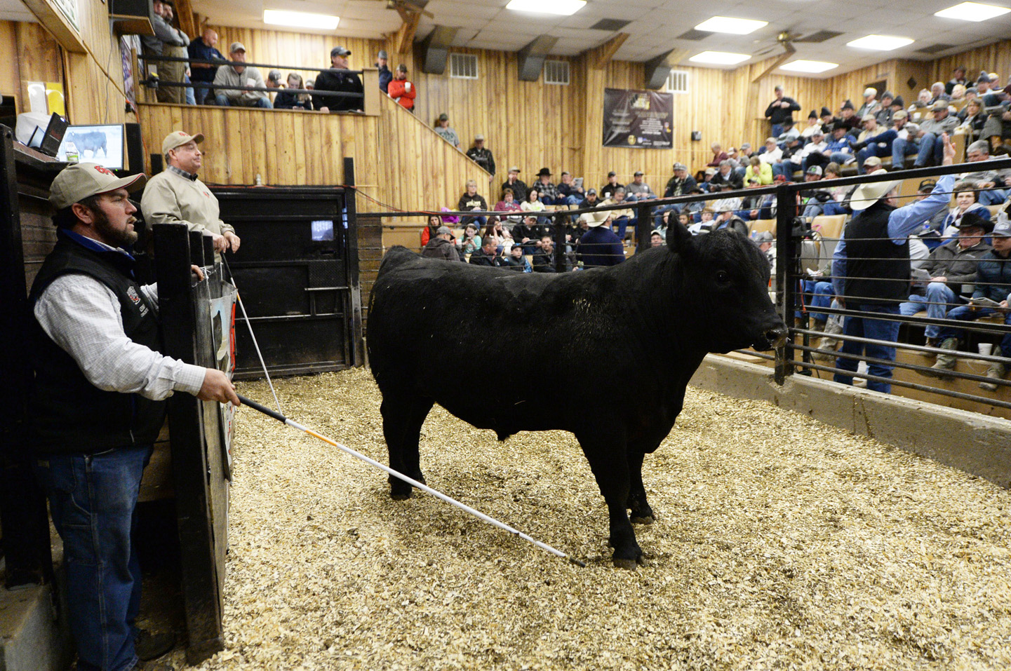 2018 Bull Sale Photo