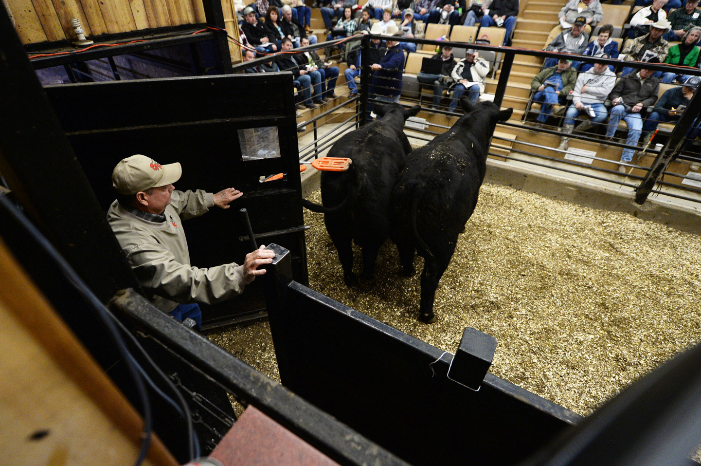 2018 Bull Sale Photo