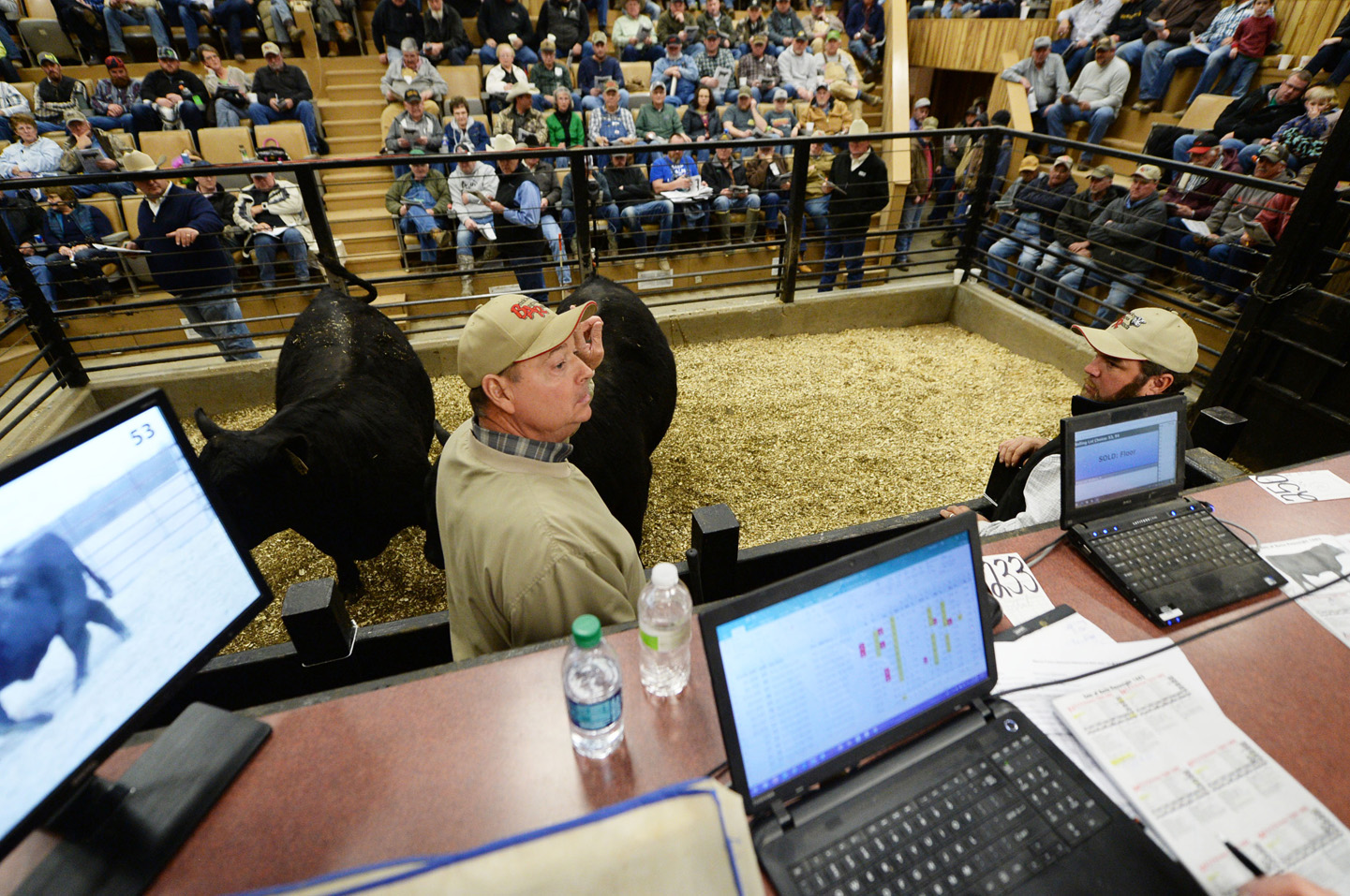 2018 Bull Sale Photo