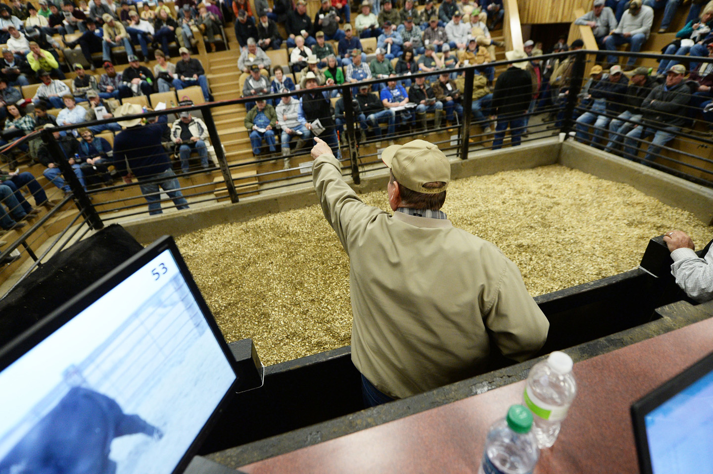 2018 Bull Sale Photo