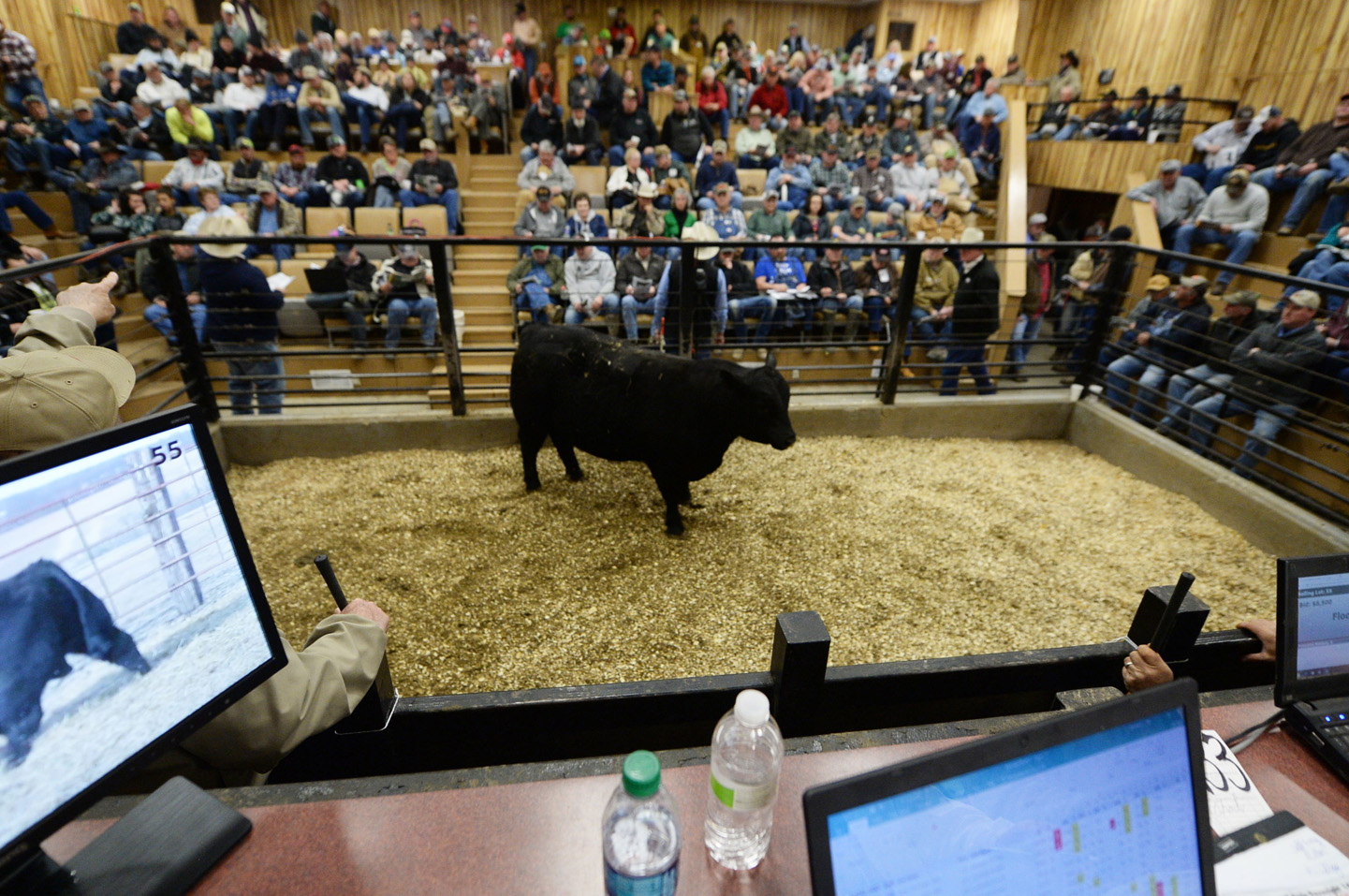 2018 Bull Sale Photo