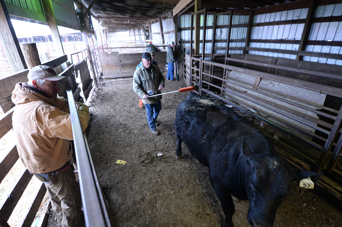 2018 Bull Sale Photo