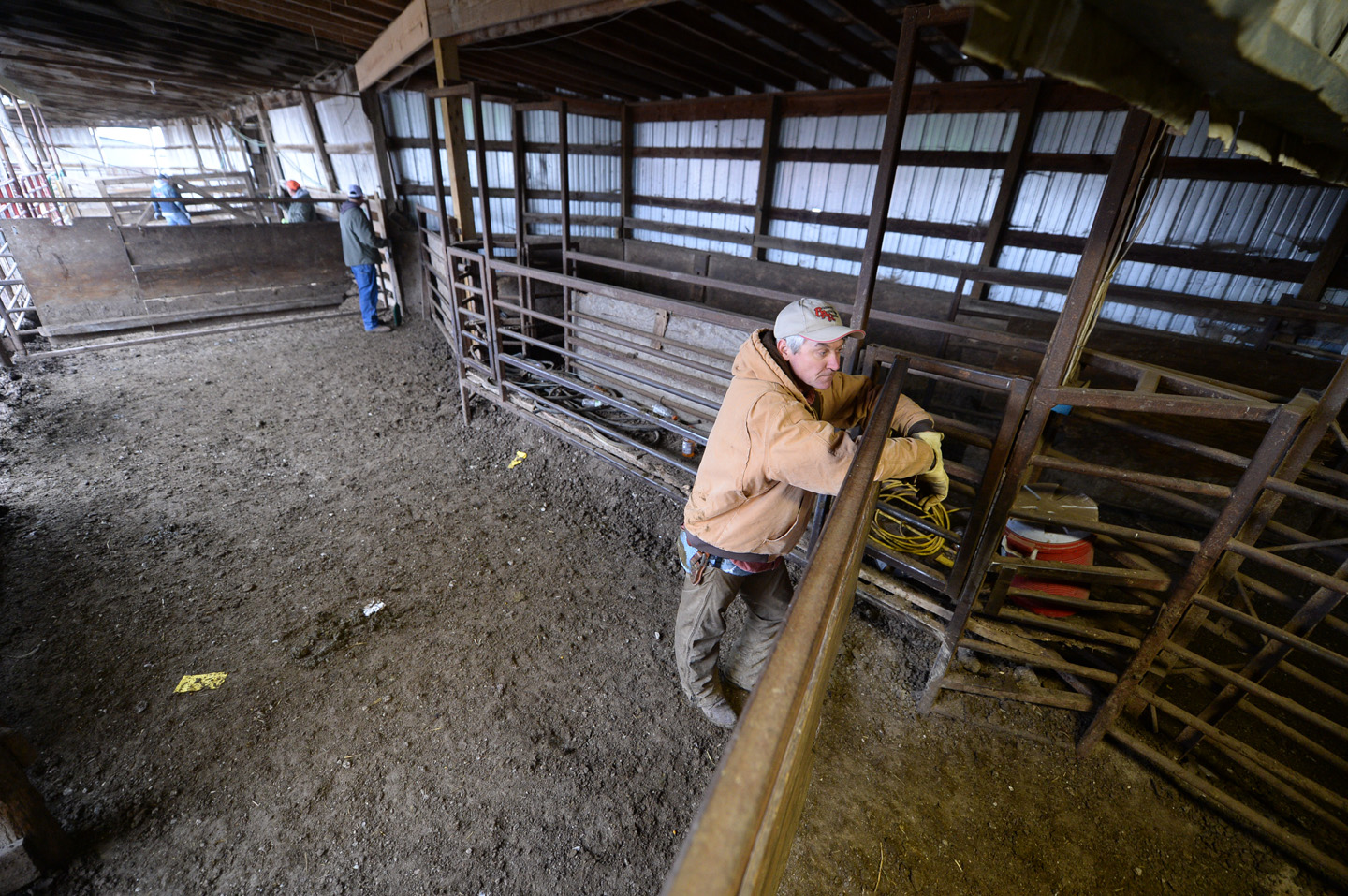 2018 Bull Sale Photo