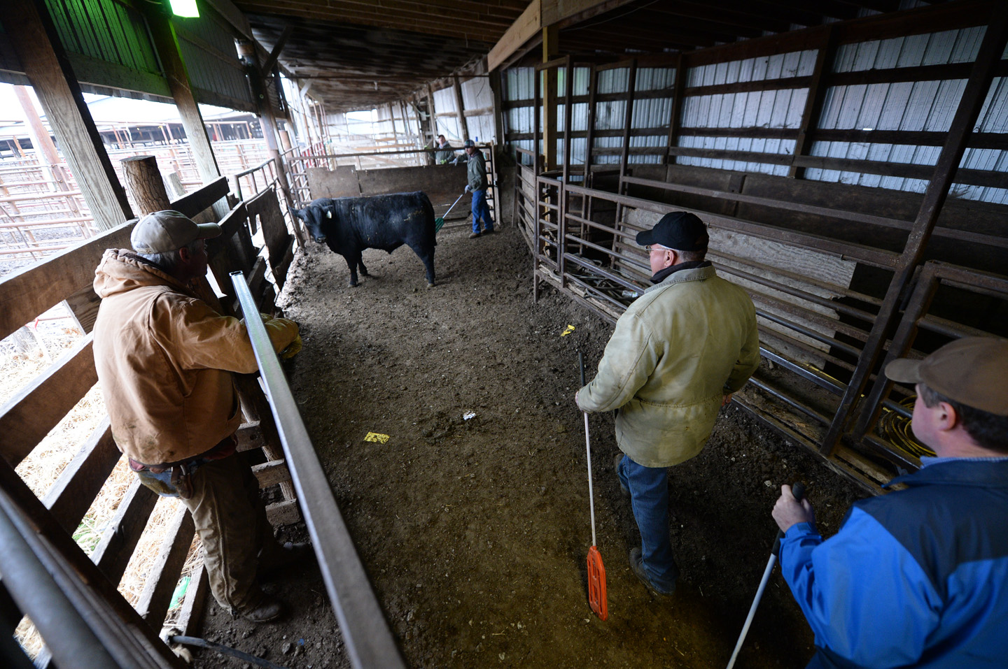 2018 Bull Sale Photo