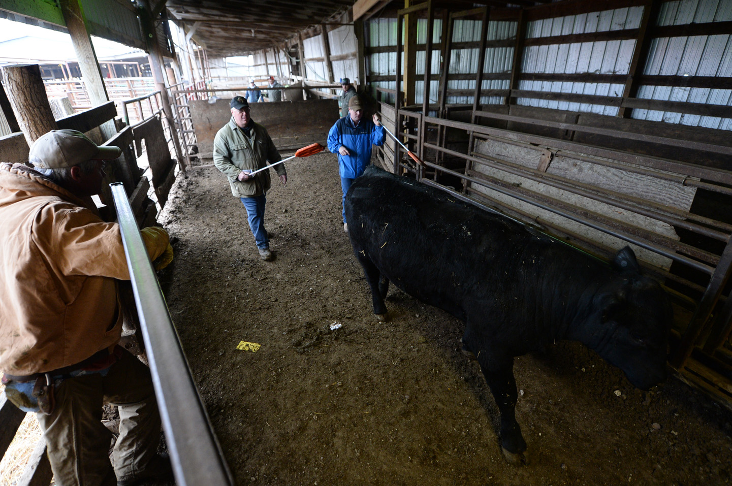 2018 Bull Sale Photo