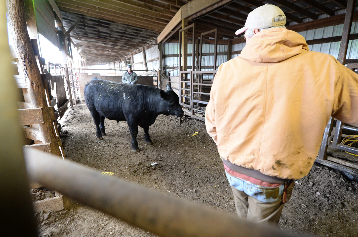 2018 Bull Sale Photo