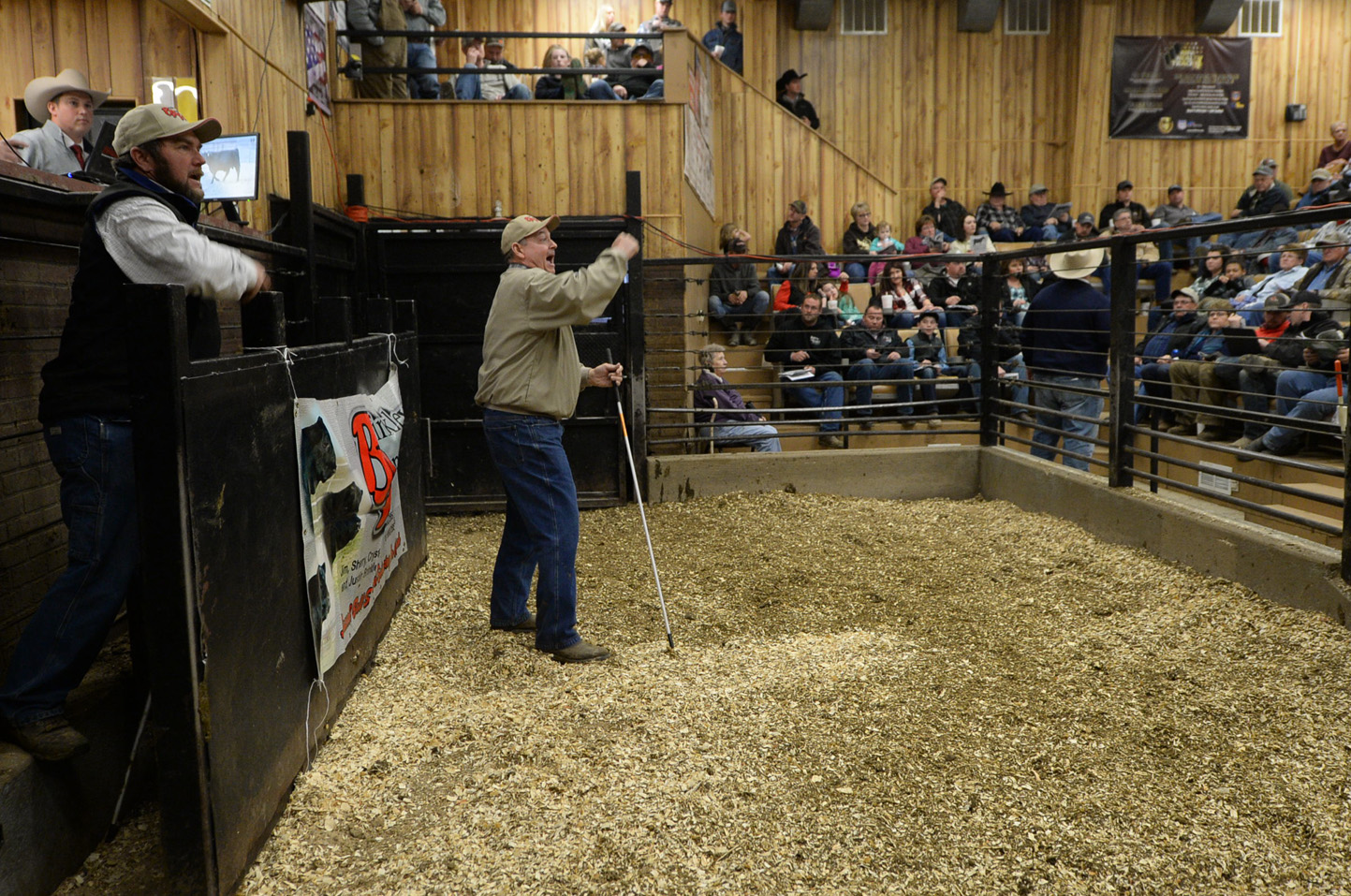 2018 Bull Sale Photo