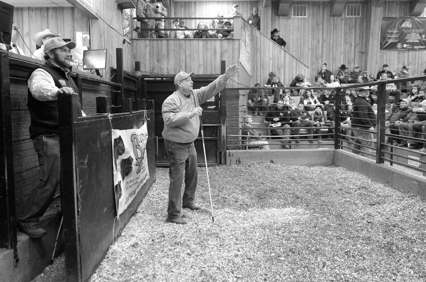 2018 Bull Sale Photo